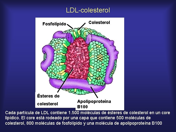 LDL-colesterol Fosfolípido Colesterol Ésteres de Apolipoproteína B 100 Cada partícula de LDL contiene 1.