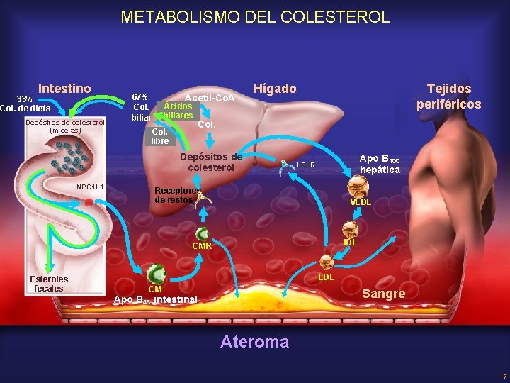 METABOLISMO DEL COLESTEROL Intestino 33% Col. de dieta Depósitos de colesterol (micelas) 67% Col.