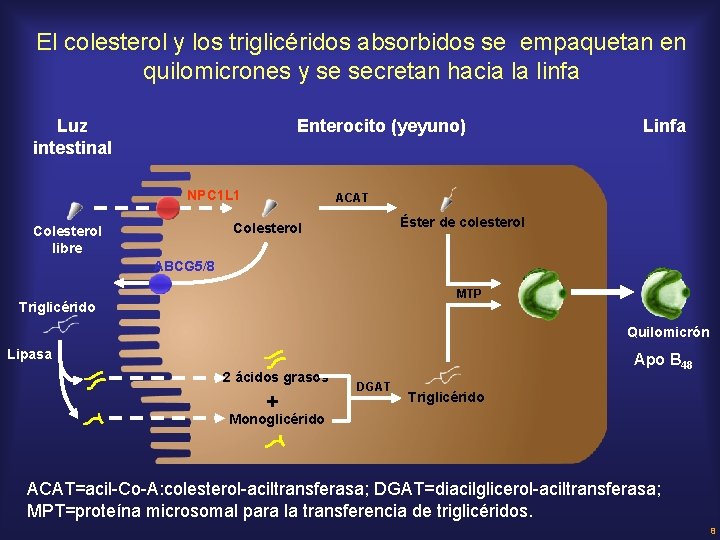 El colesterol y los triglicéridos absorbidos se empaquetan en quilomicrones y se secretan hacia