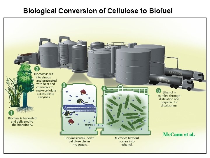 Biological Conversion of Cellulose to Biofuel Mc. Cann et al. 