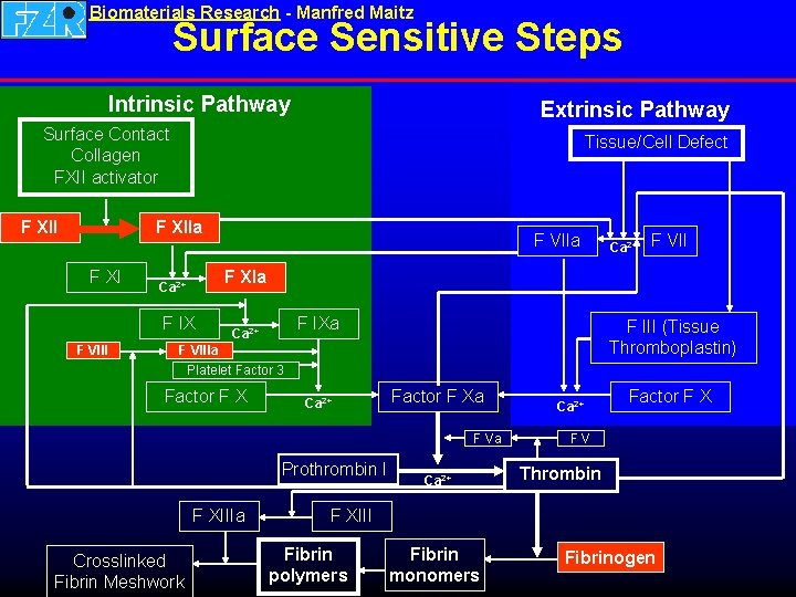 Biomaterials Research - Manfred Maitz Surface Sensitive Steps Intrinsic Pathway Extrinsic Pathway Surface Contact