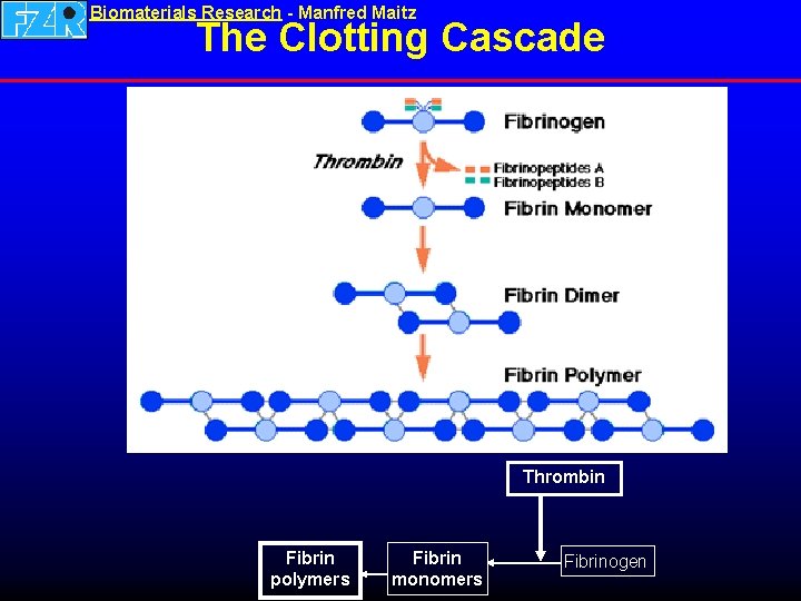 Biomaterials Research - Manfred Maitz The Clotting Cascade Thrombin Fibrin polymers Fibrin monomers Fibrinogen