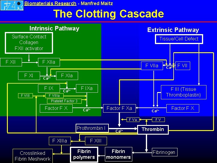 Biomaterials Research - Manfred Maitz The Clotting Cascade Intrinsic Pathway Extrinsic Pathway Surface Contact