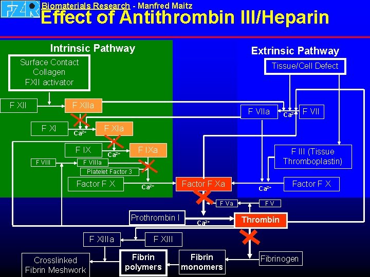 Biomaterials Research - Manfred Maitz Effect of Antithrombin III/Heparin Intrinsic Pathway Extrinsic Pathway Surface