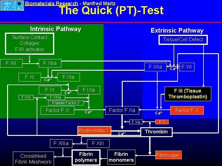 Biomaterials Research - Manfred Maitz The Quick (PT)-Test Intrinsic Pathway Extrinsic Pathway Surface Contact