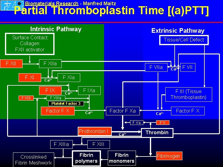 Biomaterials Research - Manfred Maitz Partial Thromboplastin Time [(a)PTT] Intrinsic Pathway Extrinsic Pathway Surface