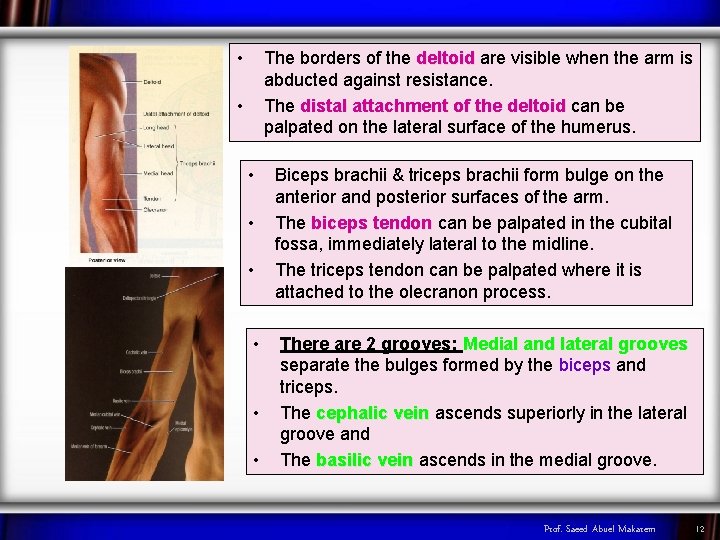  • The borders of the deltoid are visible when the arm is abducted