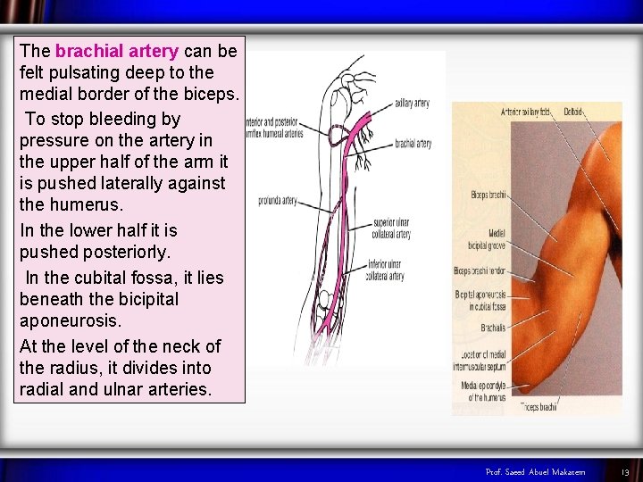 The brachial artery can be felt pulsating deep to the medial border of the