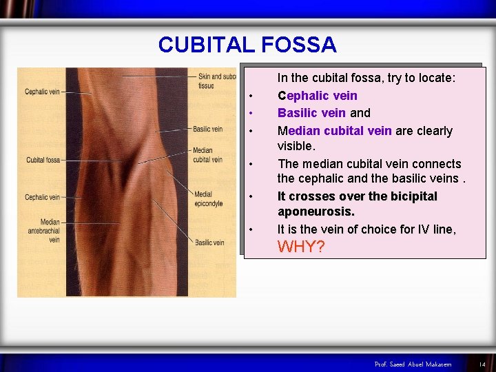CUBITAL FOSSA • • • In the cubital fossa, try to locate: Cephalic vein