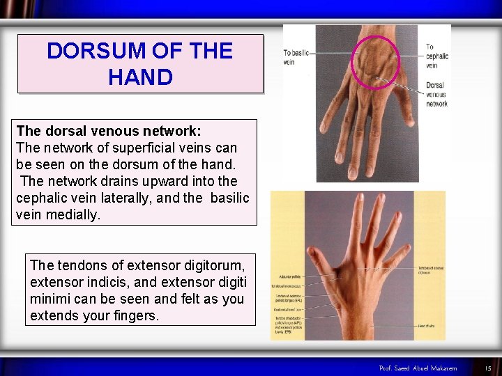 DORSUM OF THE HAND The dorsal venous network: The network of superficial veins can