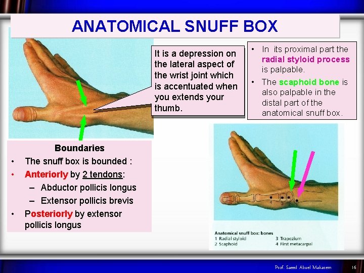 ANATOMICAL SNUFF BOX It is a depression on the lateral aspect of the wrist