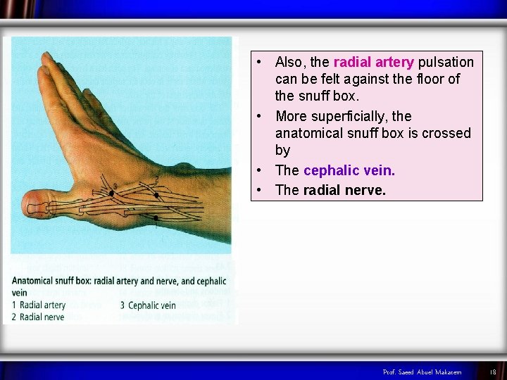  • Also, the radial artery pulsation can be felt against the floor of