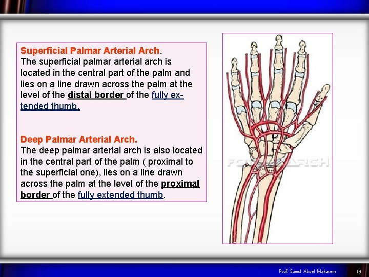 Superficial Palmar Arterial Arch. The superficial palmar arterial arch is located in the central