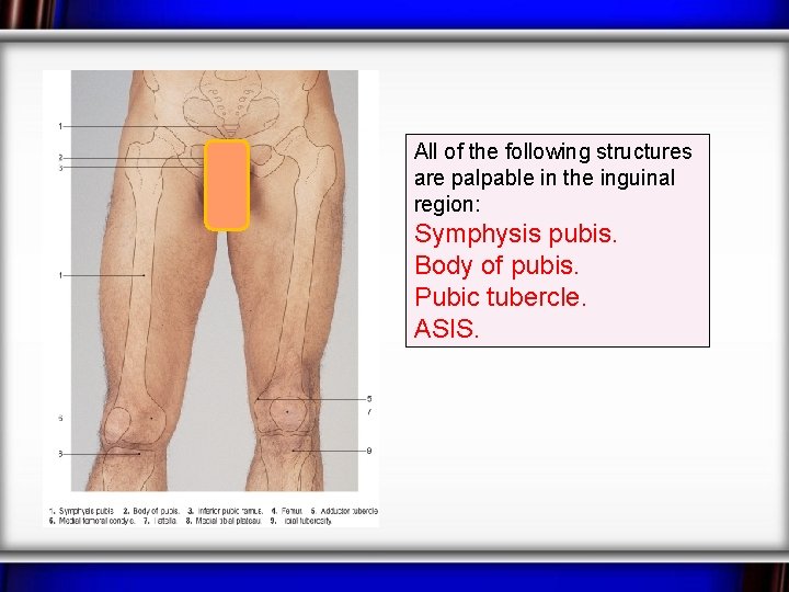 All of the following structures are palpable in the inguinal region: Symphysis pubis. Body