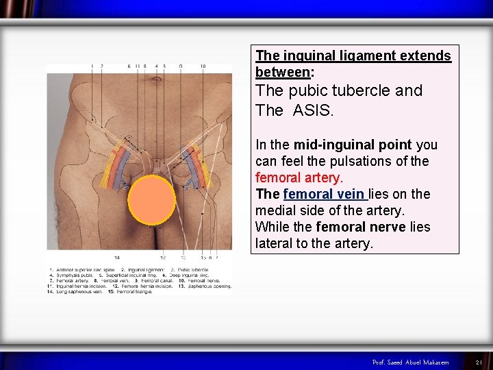 The inguinal ligament extends between: The pubic tubercle and The ASIS. In the mid-inguinal