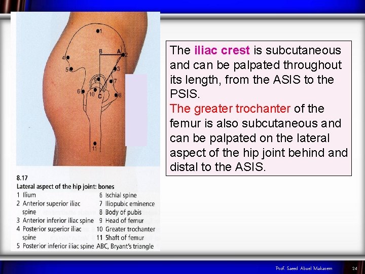 The iliac crest is subcutaneous and can be palpated throughout its length, from the
