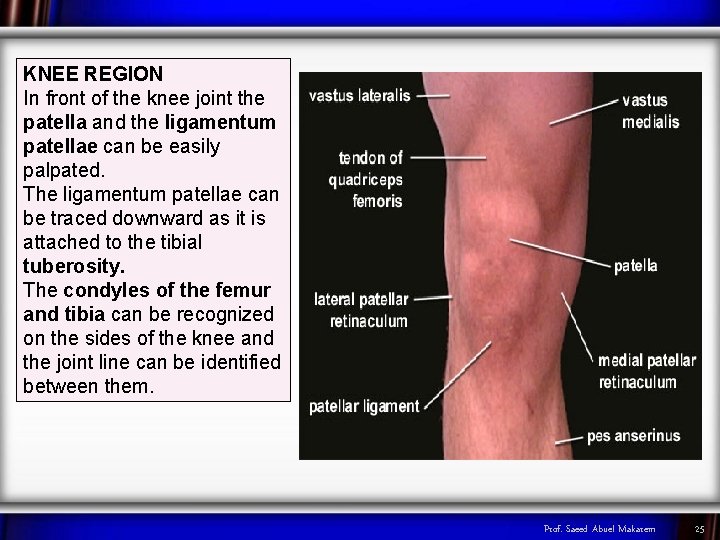 KNEE REGION In front of the knee joint the patella and the ligamentum patellae