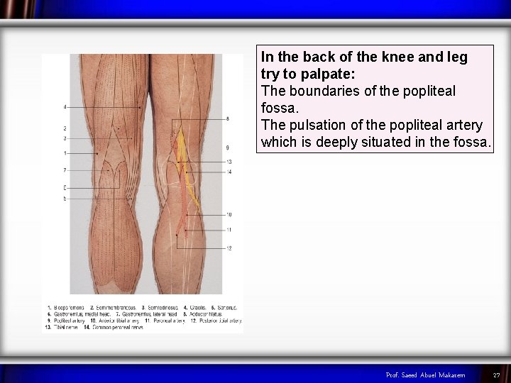 In the back of the knee and leg try to palpate: The boundaries of
