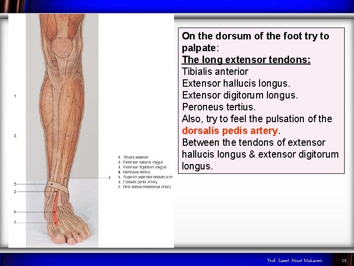 On the dorsum of the foot try to palpate: The long extensor tendons: Tibialis