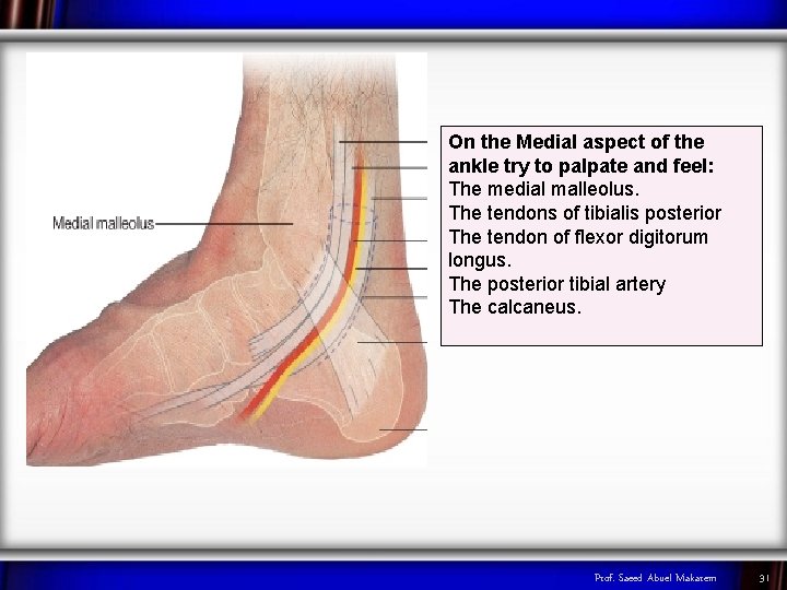 On the Medial aspect of the ankle try to palpate and feel: The medial