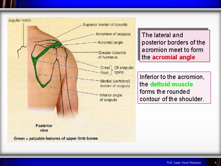 The lateral and posterior borders of the acromion meet to form the acromial angle.