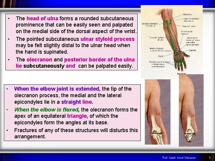  • • • The head of ulna forms a rounded subcutaneous prominence that