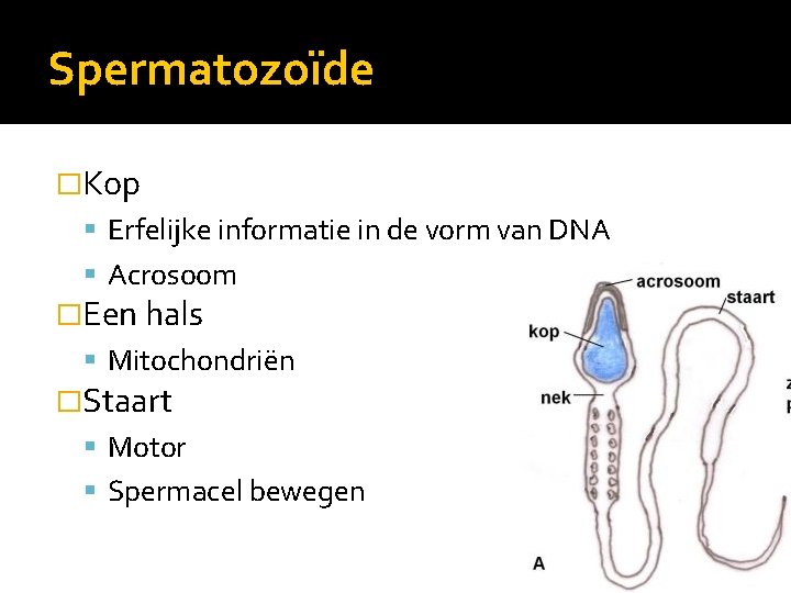 Spermatozoïde �Kop Erfelijke informatie in de vorm van DNA Acrosoom �Een hals Mitochondriën �Staart