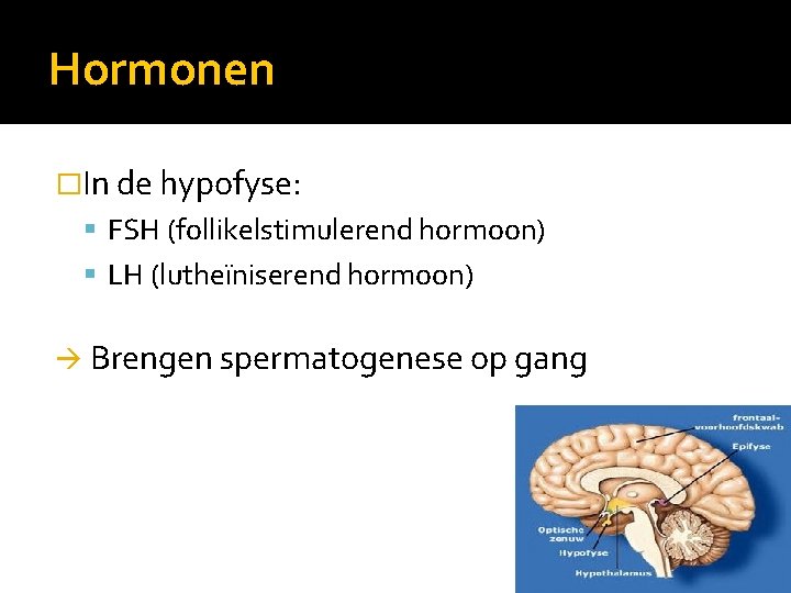 Hormonen �In de hypofyse: FSH (follikelstimulerend hormoon) LH (lutheïniserend hormoon) Brengen spermatogenese op gang