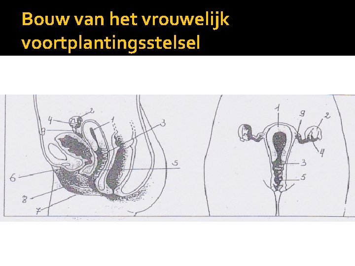 Bouw van het vrouwelijk voortplantingsstelsel 