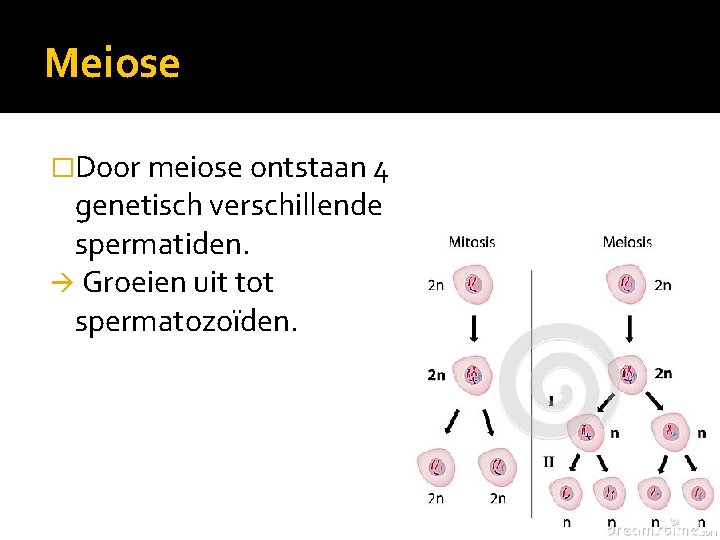 Meiose �Door meiose ontstaan 4 genetisch verschillende spermatiden. Groeien uit tot spermatozoïden. 