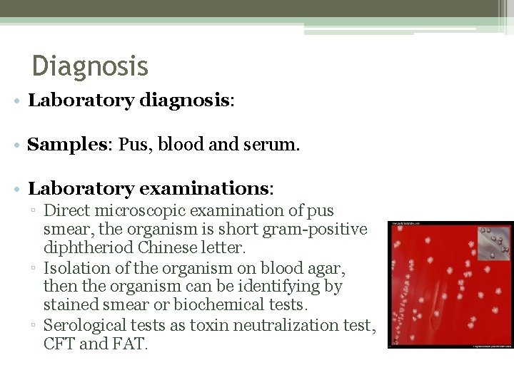 Diagnosis • Laboratory diagnosis: • Samples: Pus, blood and serum. • Laboratory examinations: ▫
