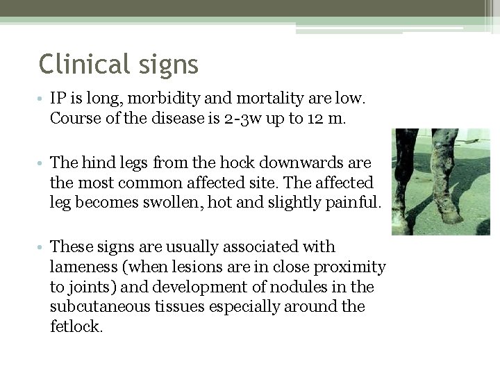 Clinical signs • IP is long, morbidity and mortality are low. Course of the