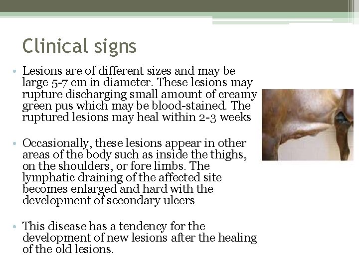 Clinical signs • Lesions are of different sizes and may be large 5 -7