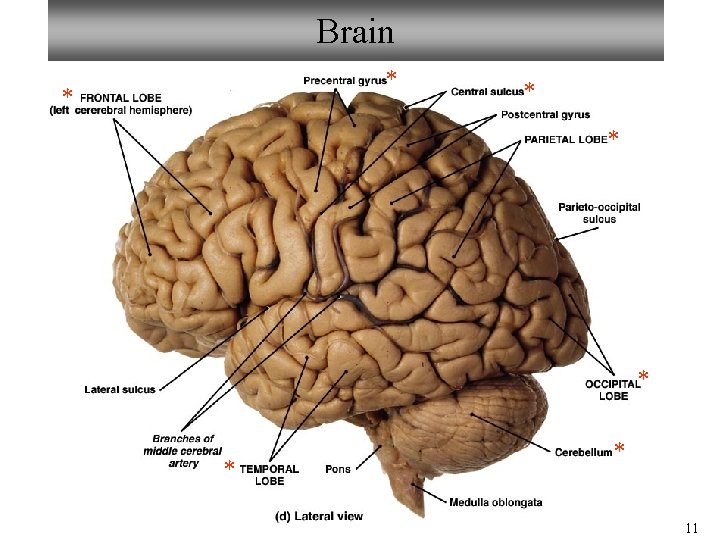 Brain * * * * 11 Brain * * * * 11