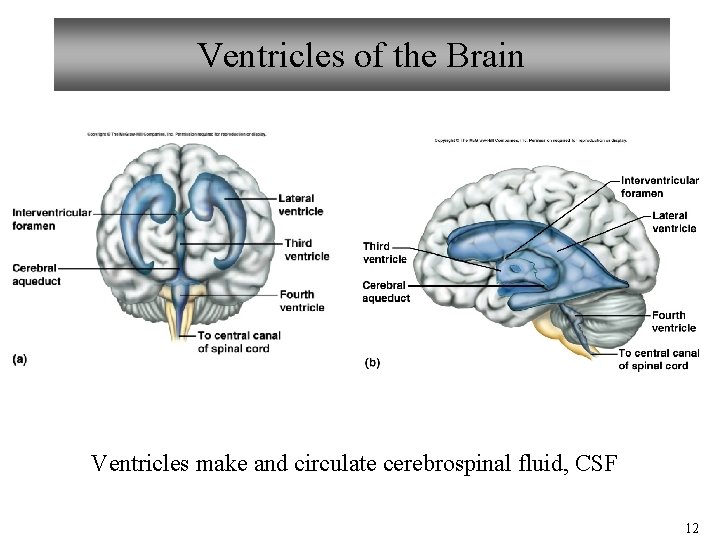 Ventricles of the Brain Ventricles make and circulate cerebrospinal fluid, CSF 12 Ventricles of the Brain Ventricles make and circulate cerebrospinal fluid, CSF 12