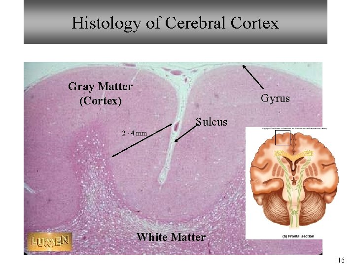 Histology of Cerebral Cortex Gray Matter (Cortex) Gyrus Sulcus 2 - 4 mm White Histology of Cerebral Cortex Gray Matter (Cortex) Gyrus Sulcus 2 - 4 mm White