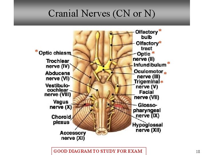 Cranial Nerves (CN or N) * * * * GOOD DIAGRAM TO STUDY FOR