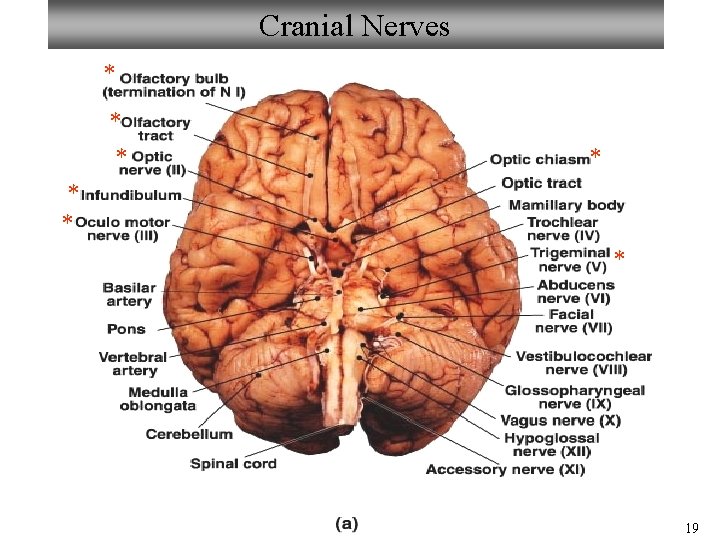 Cranial Nerves * * * * 19 Cranial Nerves * * * * 19