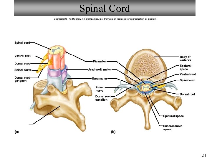 Spinal Cord 20 Spinal Cord 20