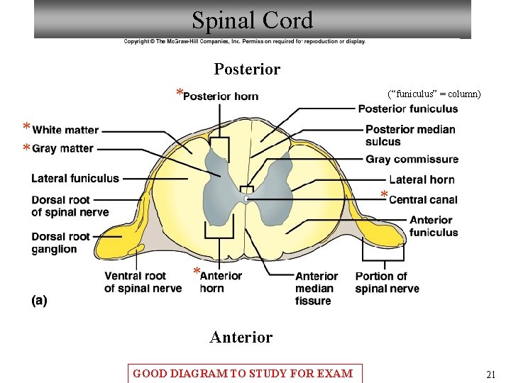 Spinal Cord Posterior * (“funiculus” = column) * * Anterior GOOD DIAGRAM TO STUDY