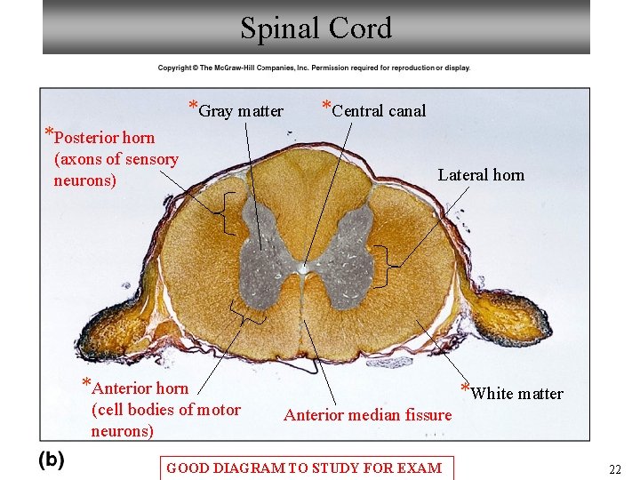 Spinal Cord *Gray matter *Central canal *Posterior horn (axons of sensory neurons) Lateral horn Spinal Cord *Gray matter *Central canal *Posterior horn (axons of sensory neurons) Lateral horn