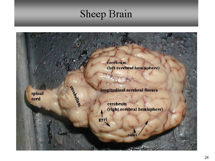 Sheep Brain 24 