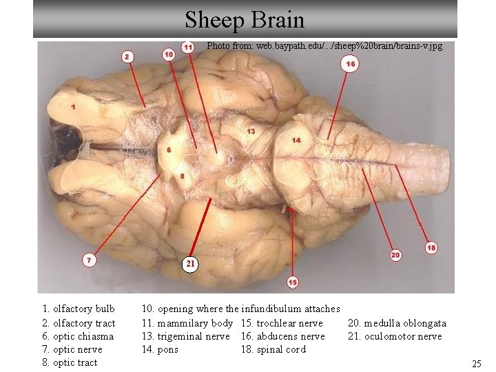 Sheep Brain Photo from: web. baypath. edu/. . . /sheep%20 brain/brains-v. jpg 21 1.