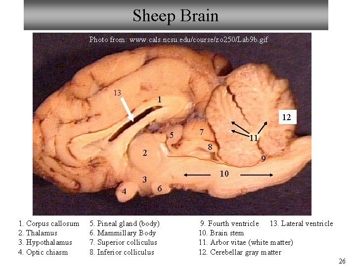 Sheep Brain Photo from: www. cals. ncsu. edu/course/zo 250/Lab 9 b. gif 13 1