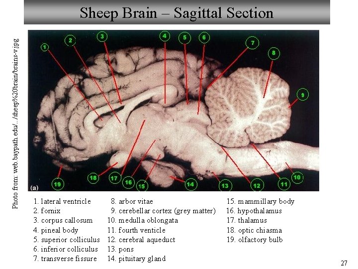 Photo from: web. baypath. edu/. . . /sheep%20 brain/brains-v. jpg Sheep Brain – Sagittal