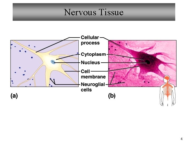 Nervous Tissue 4 Nervous Tissue 4