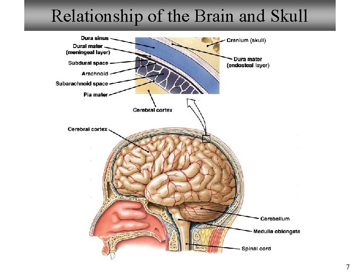 Relationship of the Brain and Skull 7 