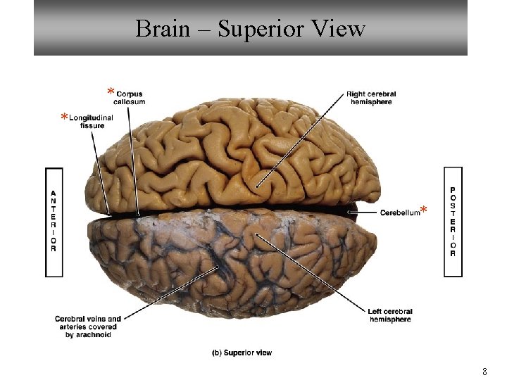 Brain – Superior View * * * 8 Brain – Superior View * * * 8