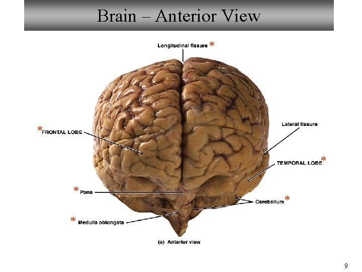 Brain – Anterior View * * * 9 Brain – Anterior View * * * 9