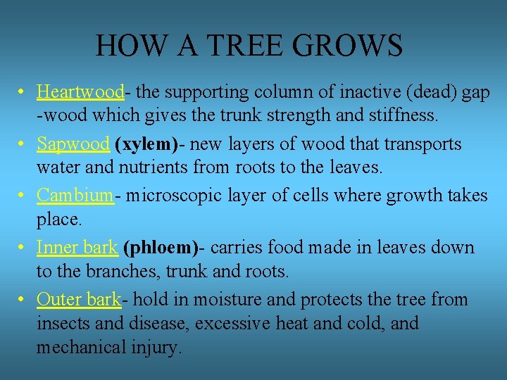 HOW A TREE GROWS • Heartwood- the supporting column of inactive (dead) gap -wood